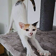Athéna participe au concours pour gagner de l'argent avec cette photo : cat, kitten, calico, stretching, cat_tree, indoor, pet, feline, whiskers, paws, claws, tail, cute, animal, playful, soft_surface, fur, ears, nose, young