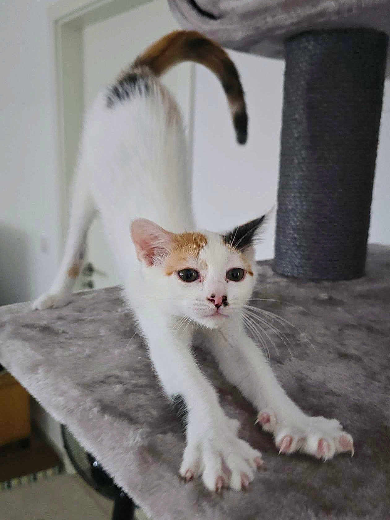 Athéna participe au concours pour gagner de l'argent avec cette photo : cat, kitten, calico, stretching, cat_tree, indoor, pet, feline, whiskers, paws, claws, tail, cute, animal, playful, soft_surface, fur, ears, nose, young