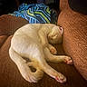 cat, sleeping, pet, animal, cream_colored, white_fur, pink_paws, toe_beans, curled_up, relaxed, nap, armchair, brown_couch, blanket, indoor, home, cozy, furry, portrait, cute