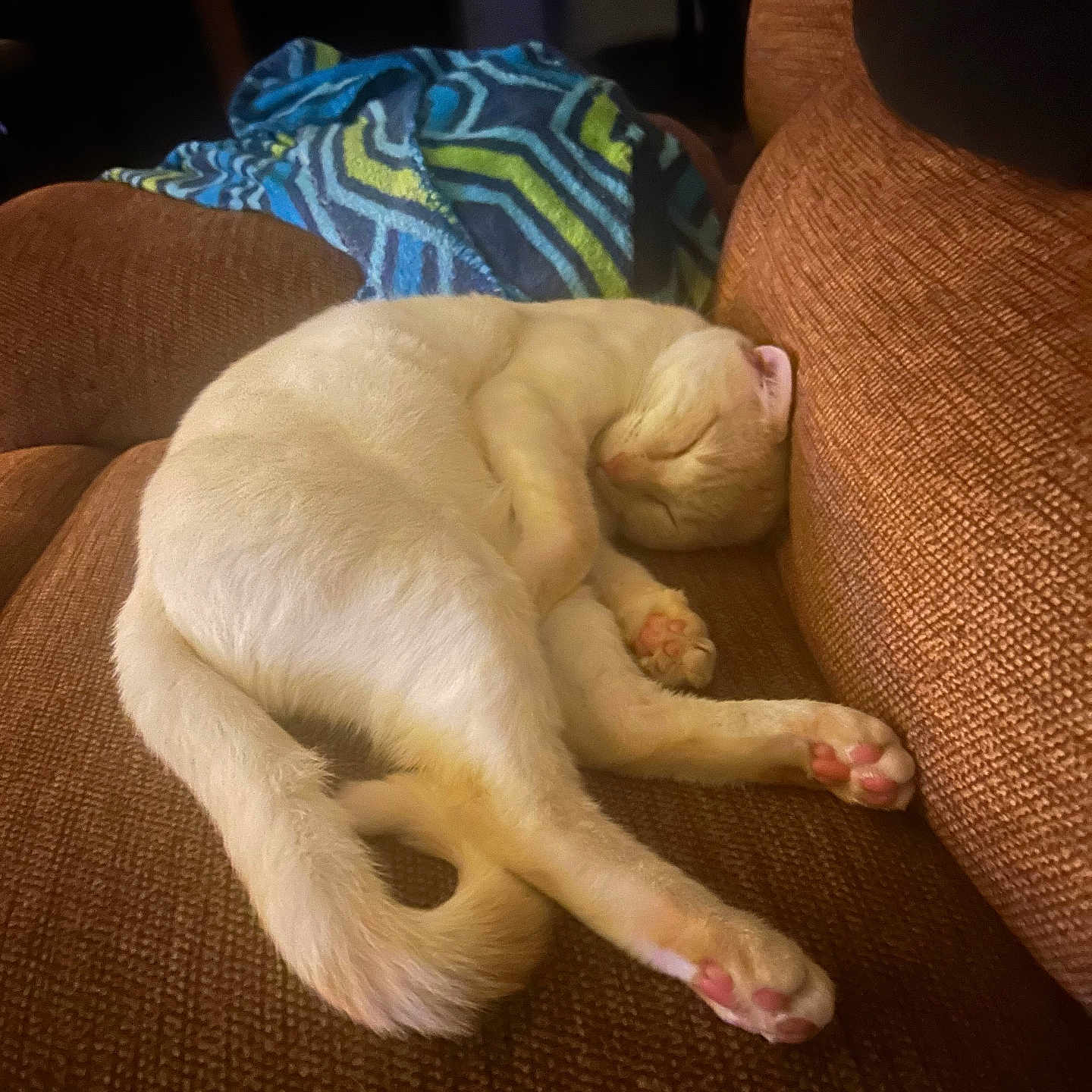 Apollo