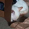 cat, white_cat, sleeping, lying_down, cardboard_box, packing_paper, amazon_prime, indoors, carpet, pet, feline, pink_ear, whiskers, paw, cozy, nap, close_up, home, package, funny