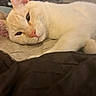 Apollo is registered to the contest to win money with this photo: cat, cream_cat, sleepy, lying_down, bed, quilt, blanket, pillow, indoor, home, pet, feline, fur, whiskers, ears, eyes, pink_nose, paw, relaxed, close_up
