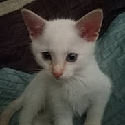 Apollo is registered to the contest to win money with this photo: kitten, cat, white_fur, fluffy, blue_eyes, pink_nose, ears, whiskers, pet, animal, cute, adorable, sitting, blanket, bed, indoor, portrait, close_up, soft_fur, home