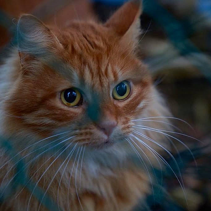 Sherlock participe au concours pour gagner de l'argent avec cette photo : carnivore, cat, domestic_short_haired_cat, electric_blue, eye, fawn, felidae, fur, small_to_medium_sized_cats, snout, tree, whiskers, wildlife, window, wood