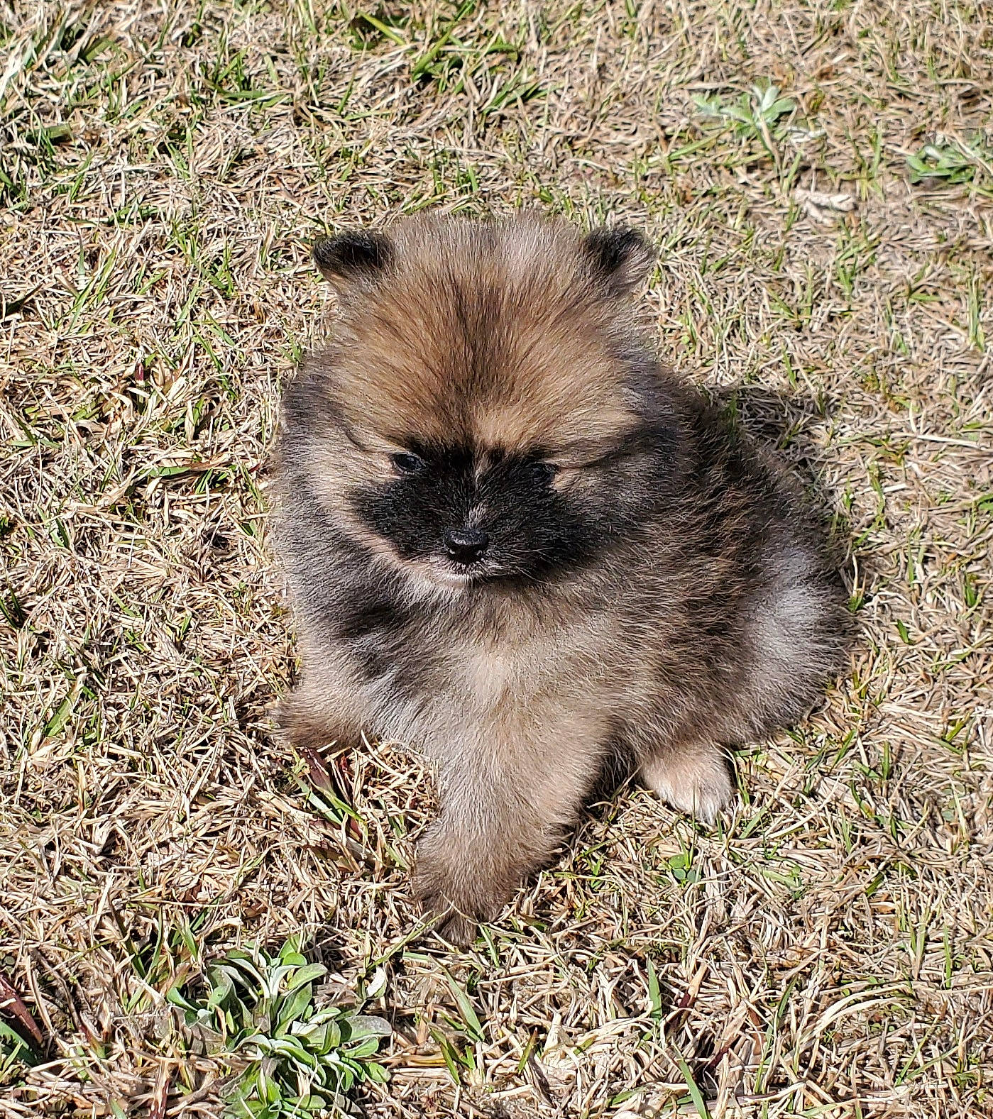 Roman joined the competition — help win amazing prizes! companion_dog, dog_breed, fawn, felidae, fur, grass, shrubland, snout, soil, terrestrial_animal, toy_dog, whiskers, wildlife