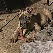 Atlas joined the competition — help win amazing prizes! dog, puppy, pit_bull, pet, animal, lying_down, chew_toy, toy, wide_eyed, ears, paws, short_hair, brown_dog, outdoor, patio, carpet, blanket, pine_cones, furniture, portrait