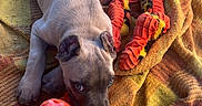 Atlas is registered to the contest to win money with this photo: puppy, dog, sleeping, lying_down, blanket, colorful_blanket, toy, chew_toy, red_toy, outdoor, concrete, cozy, pet, canine, brown_and_white, floppy_ears, portrait, cute, text_overlay, heart_emoji