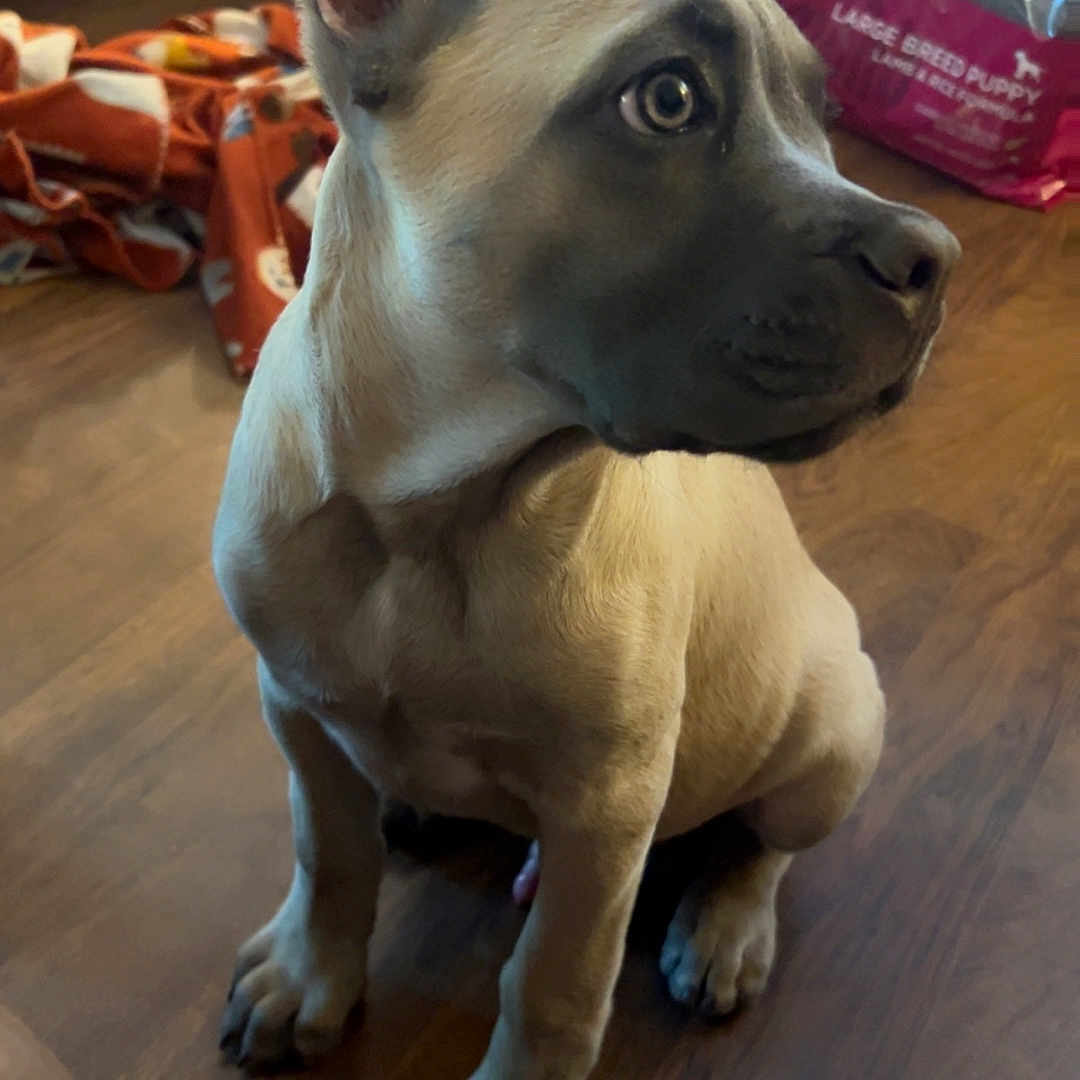 Atlas