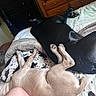 Atlas is registered to the contest to win money with this photo: dogs, two_dogs, black_dog, tan_dog, sleeping, lying_down, upside_down, cuddle, bed, blanket, bedroom, pet, animal, paws, fur, relaxed, indoor, home, funny, cuddle_pile