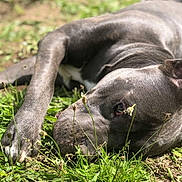 Oscar a rejoint le concours — aidez-le/la à gagner de superbes lots ! canine, close_up, dog, eye, field, fur, grass, green, lying_down, muzzle, nature, nose, outdoor, paw, pet, relaxation, sleepy, snout, summer, sunlight