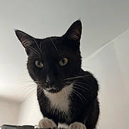 Oreo participe au concours pour gagner de l'argent avec cette photo : cat, tuxedo_cat, pet, animal, whiskers, paws, indoor, curious, feline, black_and_white, ears, close_up, looking_down, household, domestic_animal, mammal, cute, fur, portrait, face