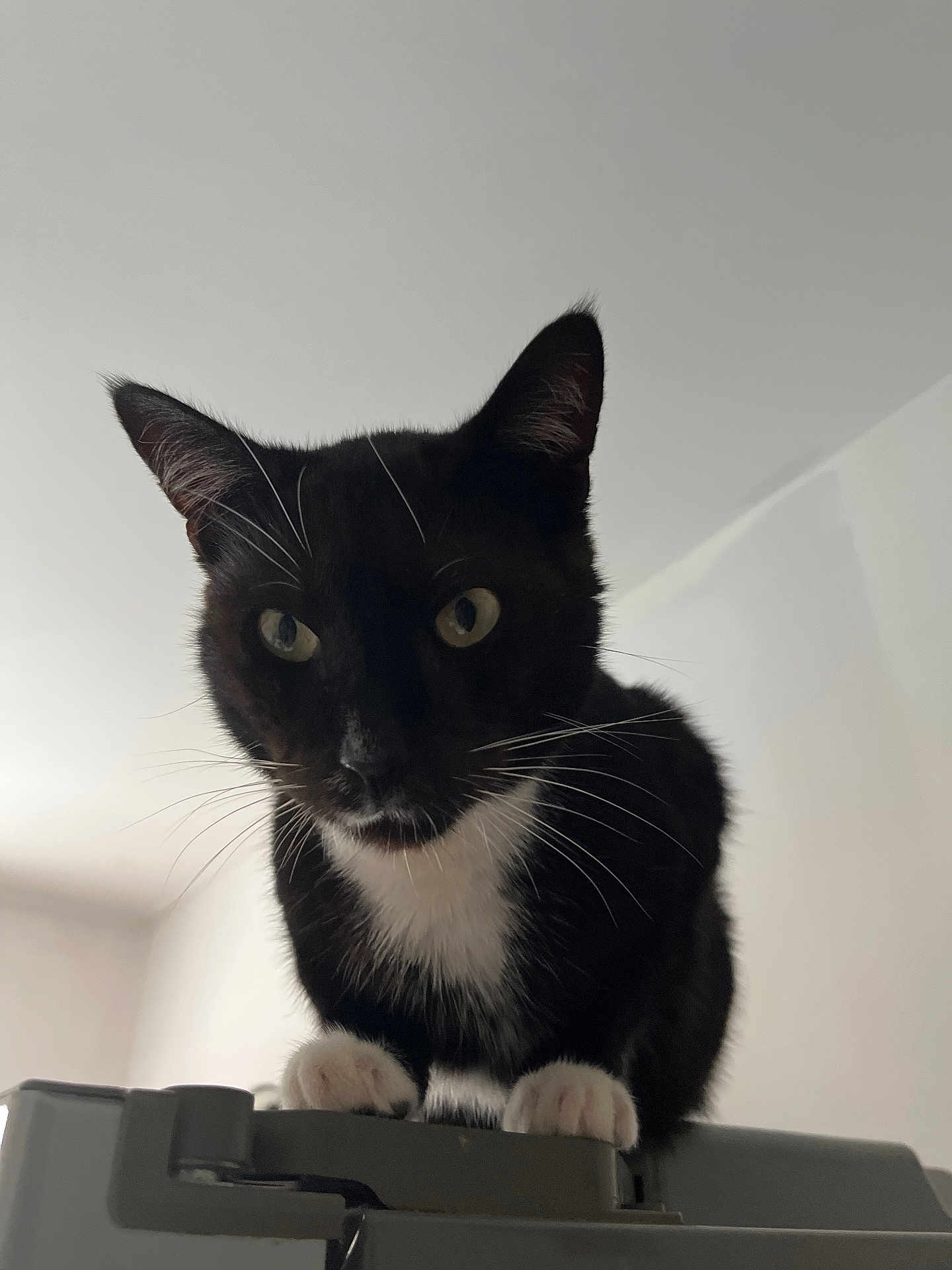 Oreo