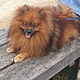 dog, pomeranian, fluffy, bench, wooden_bench, leash, outdoor, grass, sand, pet, animal, tongue_out, relaxed, brown_fur, person, jeans, sitting, park, daytime, cute