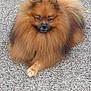dog, pomeranian, fluffy, animal, pet, leash, brown, cute, fur, outdoor, pavement, small_dog, sitting, companion, canine, mammal, walking, friendly, adorable, domestic_animal