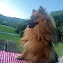 dog, fluffy, brown, picnic_table, tablecloth, checkered, outdoor, grass, trees, sky, park, pet, animal, muzzle, fur, tongue, sitting, daytime, nature, leash