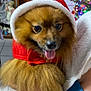 dog, pomeranian, pet, animal, fur, tongue_out, santa_hat, red_hood, indoor, person_holding, white_fleece, holiday, christmas_lights, decorations, smiling, cute, small_dog, portrait, cozy, happy