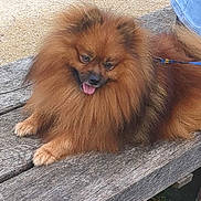 Sparky a rejoint le concours — aidez-le/la à gagner de superbes lots ! dog, pomeranian, fluffy, bench, wood, outdoor, grass, tongue, panting, pet, canine, leash, fur, brown, small_dog, person, jeans, sock, relaxing, nature