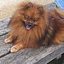 dog, pomeranian, fluffy, bench, wood, outdoor, grass, tongue, panting, pet, canine, leash, fur, brown, small_dog, person, jeans, sock, relaxing, nature