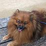 dog, pomeranian, fluffy, brown_fur, outdoor, bench, wood, grass, tongue_out, pet, animal, happy, cute, small_dog, leash, nature, resting, portrait, daylight, closeup