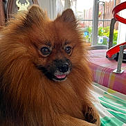 Sparky a rejoint le concours — aidez-le/la à gagner de superbes lots ! animal, blanket, bright, cozy, cute, dog, eyes, face, fluffy, fur, furniture, home, indoor, pet, pomeranian, portrait, resting, table, tongue, window