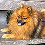 dog, pomeranian, bench, outdoor, pet, fluffy, tongue, animal, cute, fur, leash, resting, park, greenery, nature, small_dog, muzzle, eyes, ears, paw