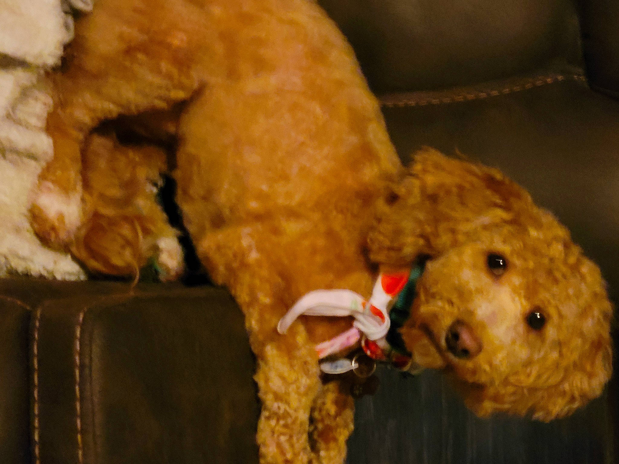 Darcy is registered to the contest to win money with this photo: canidae, carnivore, comfort, companion_dog, dog, dog_breed, dog_supply, fawn, fur, labradoodle, pet_supply, snout, sporting_group, stuffed_toy, terrier, toy, toy_dog, vertebrate, water_dog, working_animal