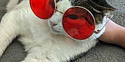 Albert is registered to the contest to win money with this photo: cat, sunglasses, red_lenses, white_fur, tabby_fur, indoor, blanket, relaxed, pet, cute, animal, lying_down, close_up, furniture, home, accessory, resting, cozy, whiskers, cute_pet