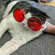 Albert is registered to the contest to win money with this photo: cat, sunglasses, red_lenses, white_fur, tabby_fur, indoor, blanket, relaxed, pet, cute, animal, lying_down, close_up, furniture, home, accessory, resting, cozy, whiskers, cute_pet