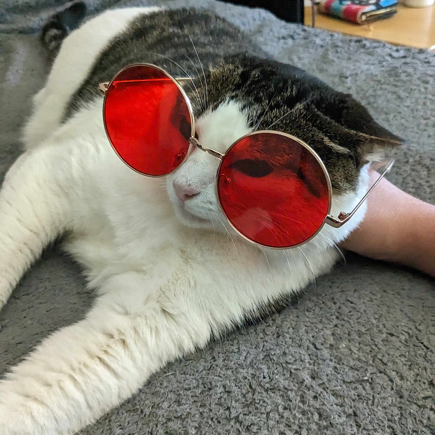 Albert is registered to the contest to win money with this photo: cat, sunglasses, red_lenses, white_fur, tabby_fur, indoor, blanket, relaxed, pet, cute, animal, lying_down, close_up, furniture, home, accessory, resting, cozy, whiskers, cute_pet