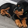 Blake is registered to the contest to win money with this photo: animal, black_and_tan, canine, collar, cute, dog, domestic_animal, ears, floor, fur, indoor, looking_away, lying_down, paw, pet, puppy, resting, rottweiler, wooden_floor, young_dog