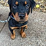 Blake is registered to the contest to win money with this photo: puppy, rottweiler, dog, pet, animal, outdoor, concrete, leash, black, brown, cute, young, fur, ears, face, eyes, sitting, collar, closeup, background