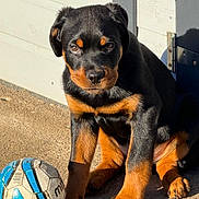 Blake joined the competition — help win amazing prizes! animal, background, black, brown, closeup, concrete, cute, daylight, dog, fur, outdoor, pet, playful, puppy, rottweiler, shadow, sitting, soccer_ball, sunlight, young