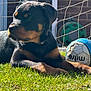 Blake is registered to the contest to win money with this photo: rottweiler, puppy, dog, grass, soccer_ball, outdoor, pet, sunlight, net, animal, play, garden, black, brown, young, cute, laying, summer, daytime, relaxed