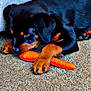puppy, dog, carrot, carpet, black_dog, tan_paws, pet, indoor, animal, cute, playful, resting, young_dog, curious, claw, floor, closeup, domestic_animal, snack, toy
