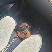 Blake joined the competition — help win amazing prizes! puppy, dog, resting, black_fur, tan_fur, car_interior, seat, leash, chain, person, legs, gray_pants, shoe, floor_mat, peaceful, cute, sleeping, pet, domestic_animal, closeup