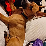 Quincy joined the competition — help win amazing prizes! bed, blanket, brown_dog, canine, clutter, collar, cozy, dog, domestic, fabric, fur, furniture, household_items, indoor, paw, pet, pillow, relaxation, resting, sleeping_area