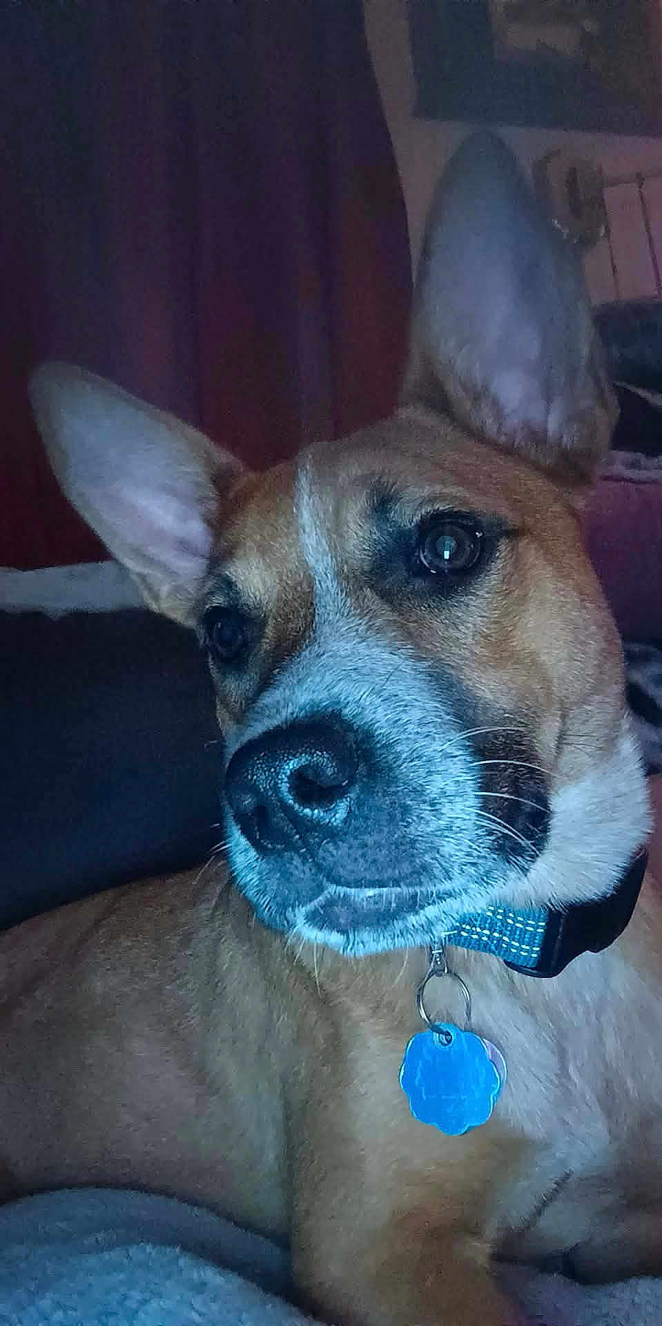 Quincy joined the competition — help win amazing prizes! dog, close_up, pet, collar, ear, fur, nose, indoor, animal, portrait, brown, white, tag, looking_away, cute, face, whiskers, domestic_animal, relaxed, companion