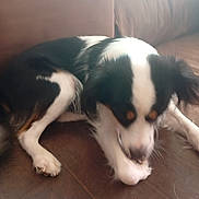 Nala participe au concours pour gagner de l'argent avec cette photo : dog, black_and_white, couch, indoor, pet, playing, chewing, fur, animal, paws, seat, brown, canine, domestic_animal, relaxed, companion, friendly, furniture, snout, ears