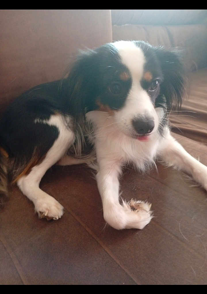 Nala a rejoint le concours — aidez-le/la à gagner de superbes lots ! dog, small_dog, black_and_white, couch, indoor, pet, fur, animal, relaxed, home, canine, laying_down, paw, snout, ears, long_hair, companion, cute, domestic_animal, resting