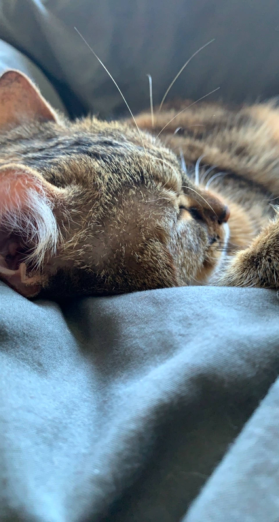 Ela participe au concours pour gagner de l'argent avec cette photo : carnivore, cat, claw, close_up, comfort, domestic_short_haired_cat, fawn, felidae, fur, grey, nap, paw, sleep, small_to_medium_sized_cats, snout, tail, terrestrial_animal, whiskers, wildlife, wood