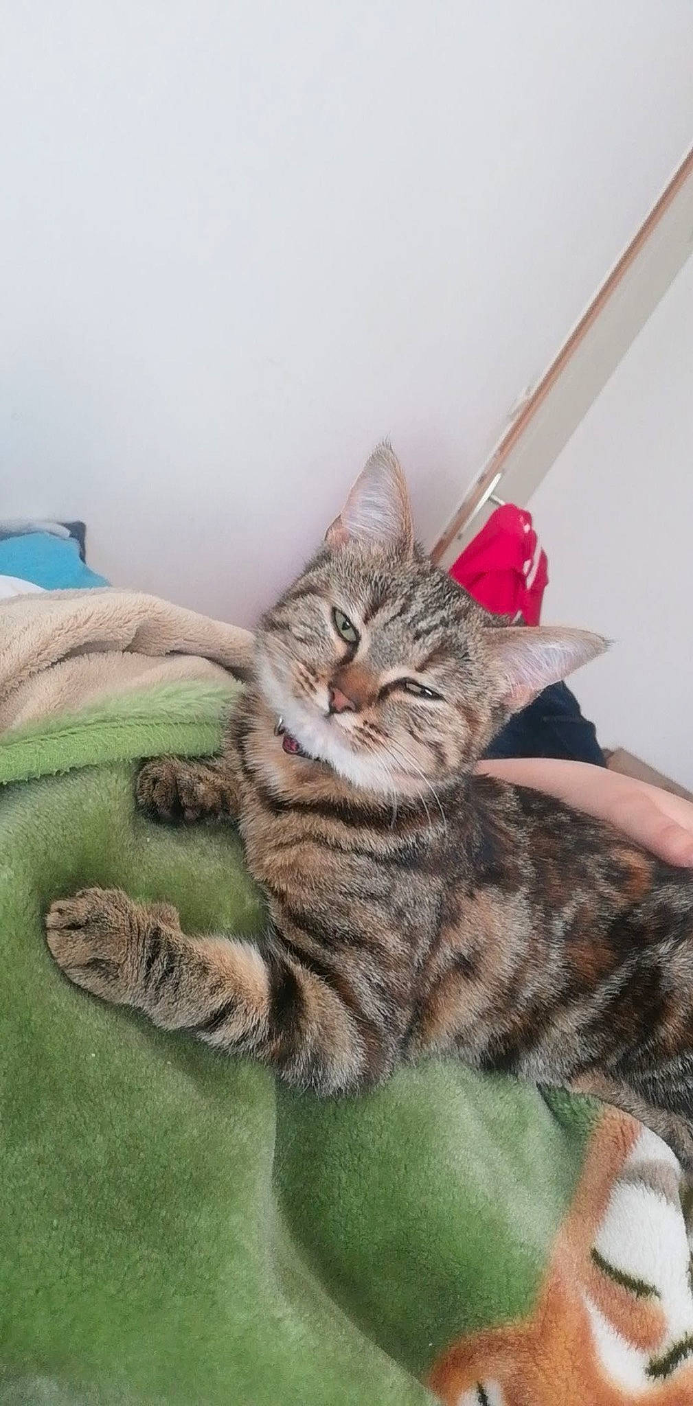 Ela participe au concours pour gagner de l'argent avec cette photo : carnivore, cat, claw, comfort, domestic_short_haired_cat, felidae, fur, paw, sitting, small_to_medium_sized_cats, snout, tail, terrestrial_animal, whiskers