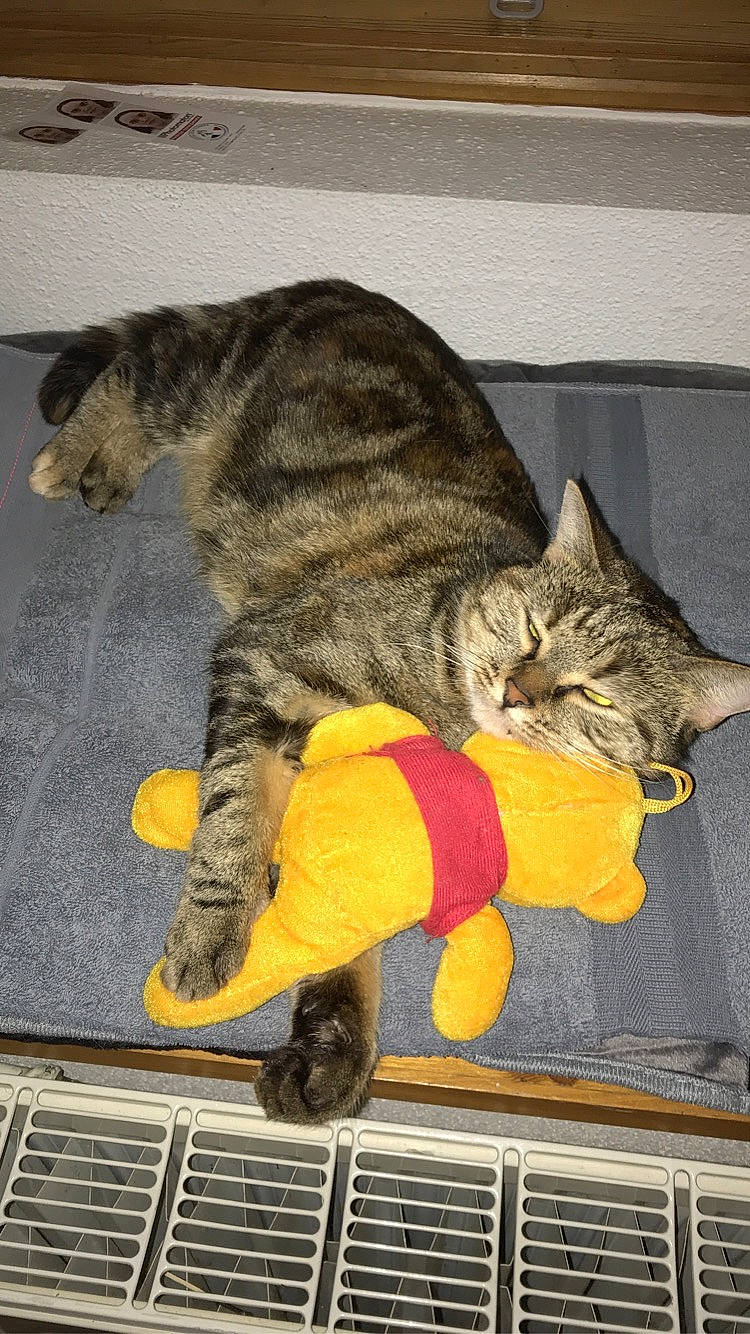 Ela a rejoint le concours — aidez-le/la à gagner de superbes lots ! art, carnivore, cat, claw, domestic_short_haired_cat, felidae, fur, nap, paw, sitting, small_to_medium_sized_cats, snapshot, snout, tail, terrestrial_animal, vertebrate, whiskers