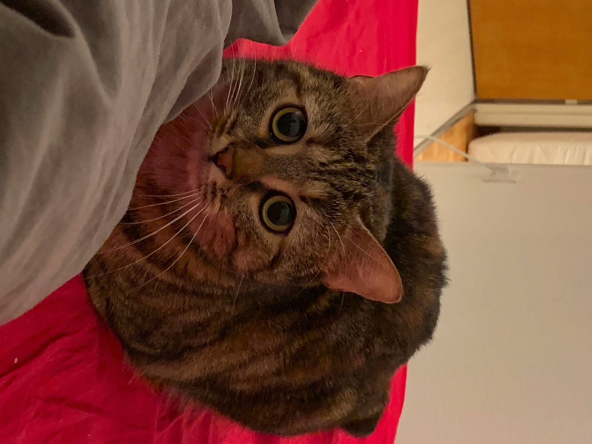 Ela a rejoint le concours — aidez-le/la à gagner de superbes lots ! carnivore, cat, claw, comfort, domestic_short_haired_cat, ear, eye, fawn, felidae, fur, gesture, head, jaw, moustache, paw, small_to_medium_sized_cats, snout, whiskers