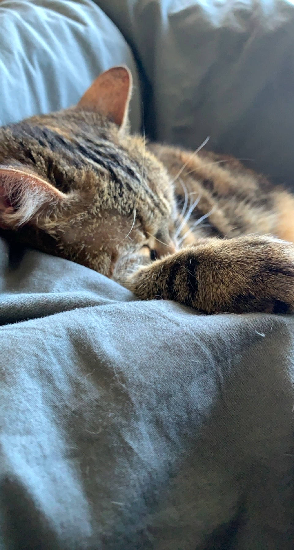 Ela a rejoint le concours — aidez-le/la à gagner de superbes lots ! carnivore, cat, claw, close_up, comfort, domestic_short_haired_cat, fawn, felidae, fur, grey, nap, paw, sitting, sleep, small_to_medium_sized_cats, snout, tail, terrestrial_animal, whiskers, wildlife