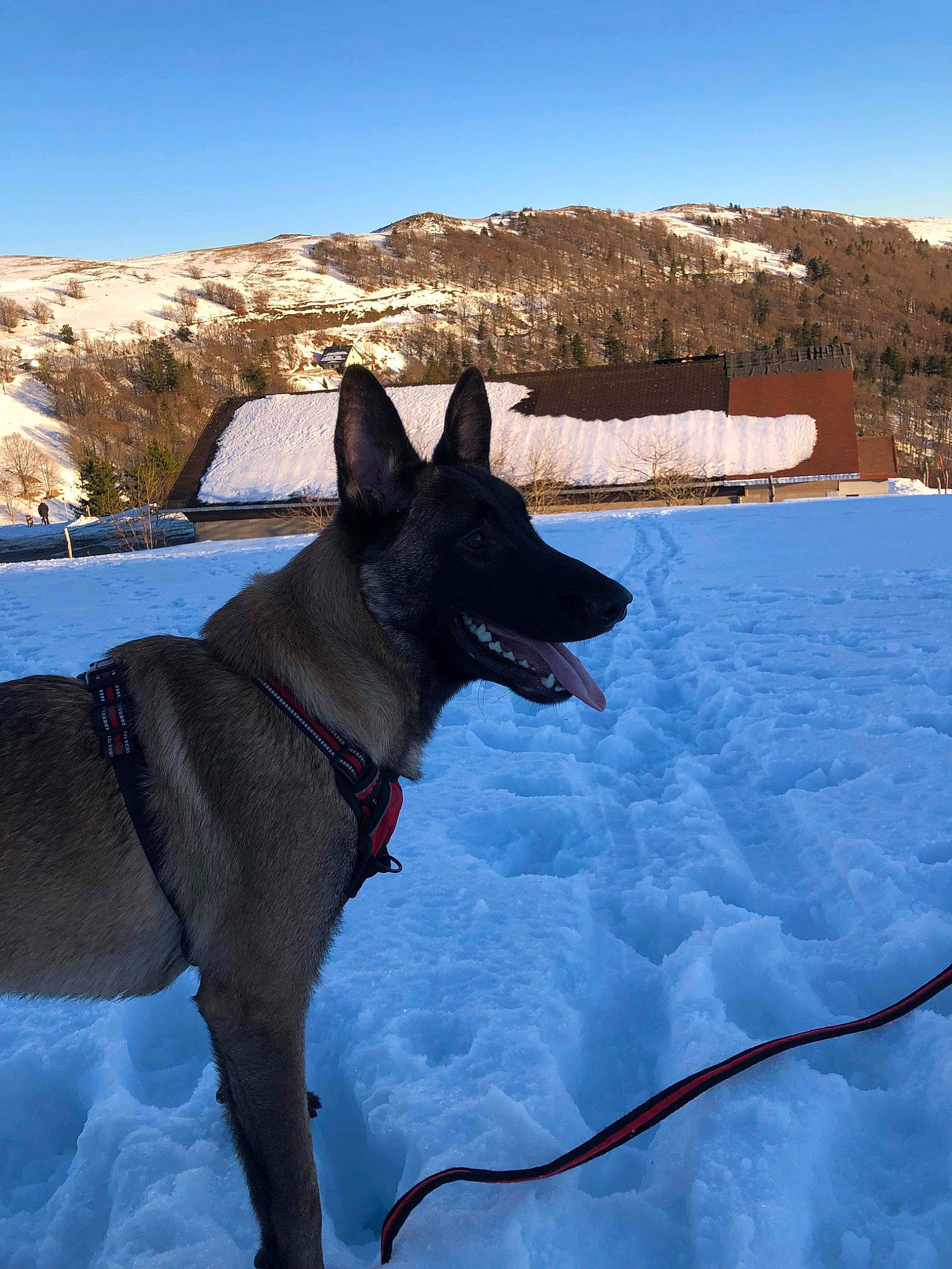 Raïko participe au concours pour gagner de l'argent avec cette photo : carnivore, collar, dog, dog_breed, dog_collar, dog_supply, freezing, glacial_landform, leash, mountain, pet_supply, recreation, sky, slope, snout, snow, sporting_group, tree, winter, working_animal
