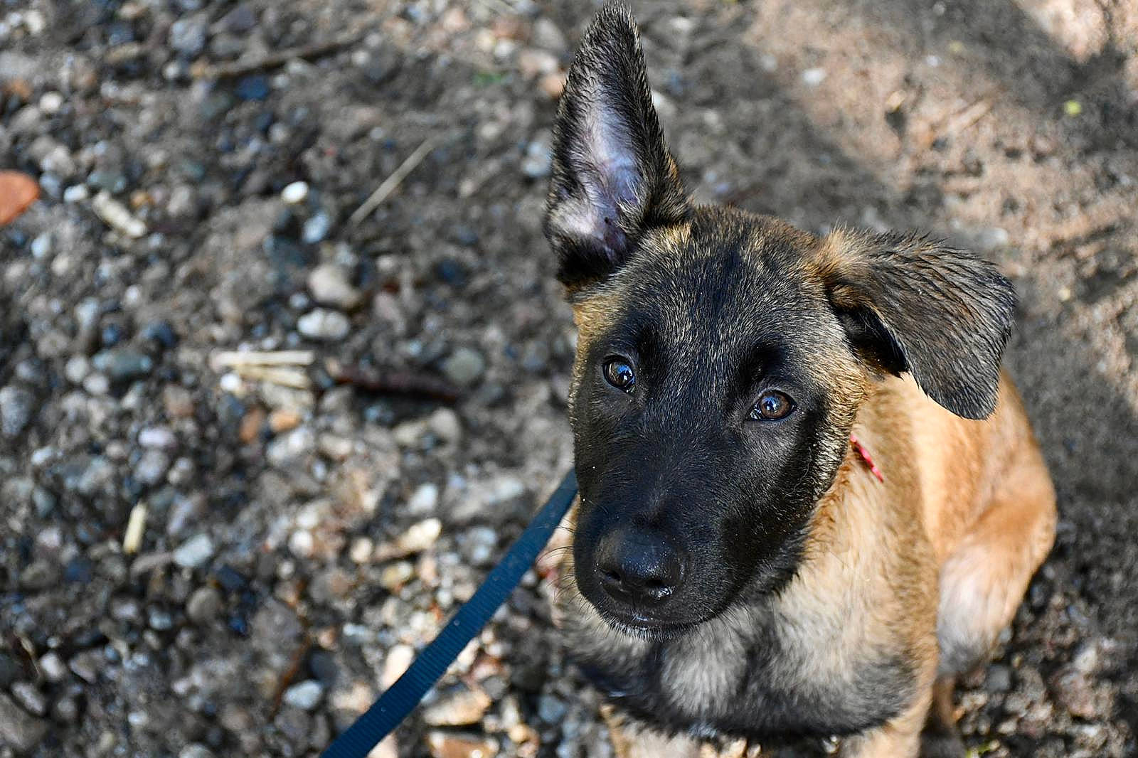 Raïko a rejoint le concours — aidez-le/la à gagner de superbes lots ! ancient_dog_breeds, belgian_shepherd_malinois, canidae, carnivore, dog, dog_breed, fawn, fur, german_shepherd_dog, guard_dog, old_german_shepherd_dog, plant, puppy, soil, sporting_group, street_dog, terrestrial_animal, whiskers, working_animal, working_dog