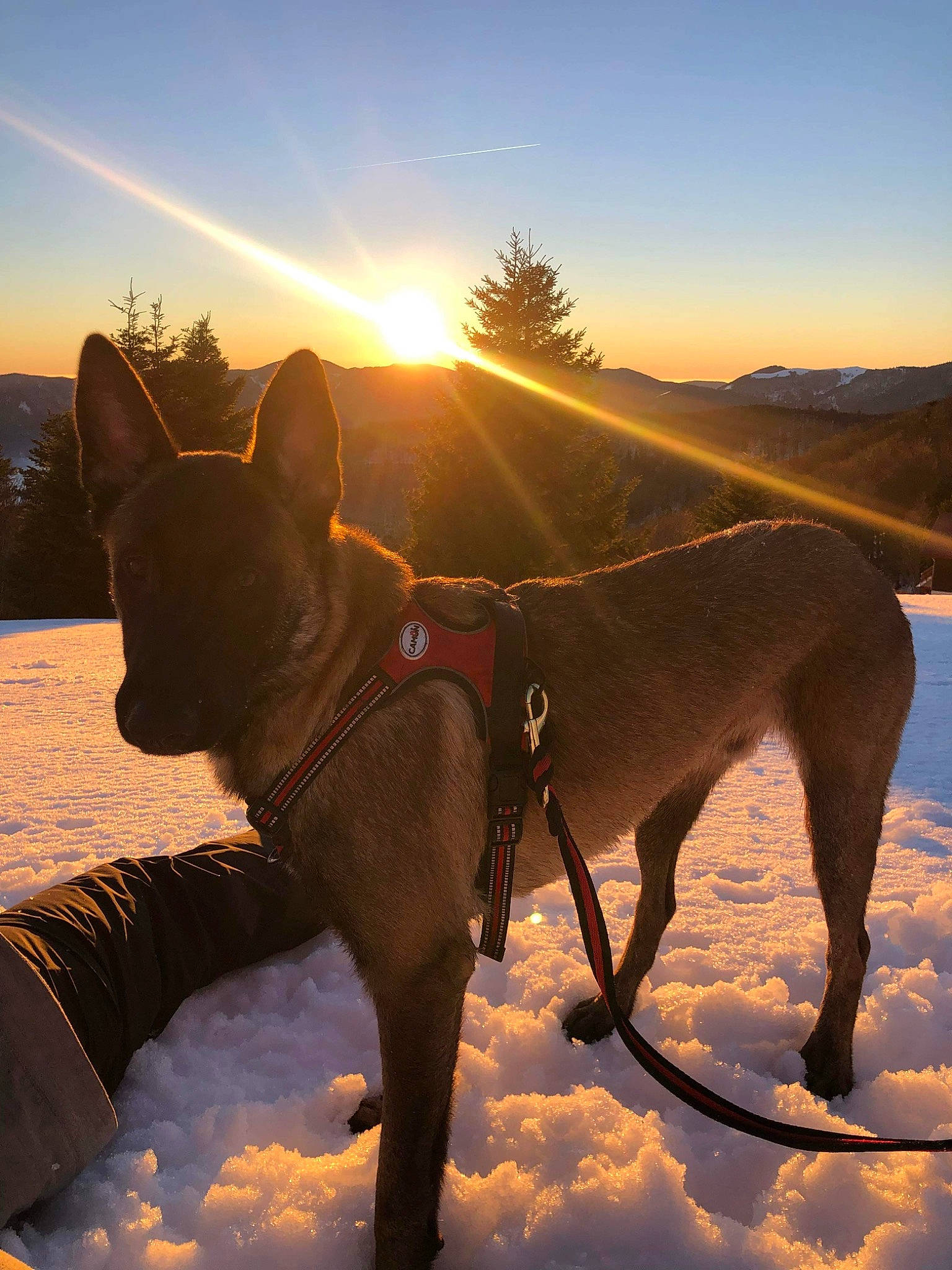 Raïko participe au concours pour gagner de l'argent avec cette photo : carnivore, cloud, collar, companion_dog, dog, dog_breed, dog_collar, fawn, freezing, glacial_landform, landscape, leash, lens_flare, light, people_in_nature, recreation, sky, snout, snow, working_animal