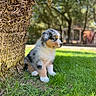 puppy, dog, grass, tree_trunk, outdoor, nature, sunlight, blue_eye, fur, pet, young_animal, sitting, greenery, daylight, animal, cute, portrait, canine, background_blur, park