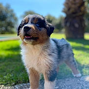 Arkos a rejoint le concours — aidez-le/la à gagner de superbes lots ! puppy, dog, outdoor, grass, sunlight, blue_sky, path, nature, pet, young_dog, curious, happy, fur, animal, playful, cute, adorable, walking, daylight, background_blur