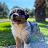 puppy, dog, outdoor, grass, sunlight, blue_sky, path, nature, pet, young_dog, curious, happy, fur, animal, playful, cute, adorable, walking, daylight, background_blur